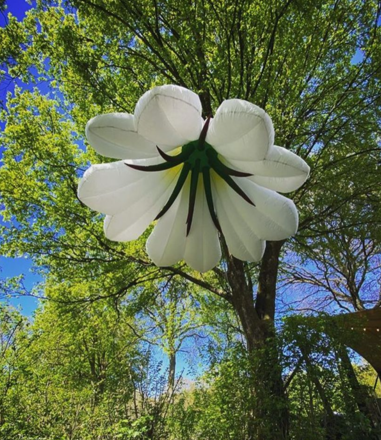Blume weiss